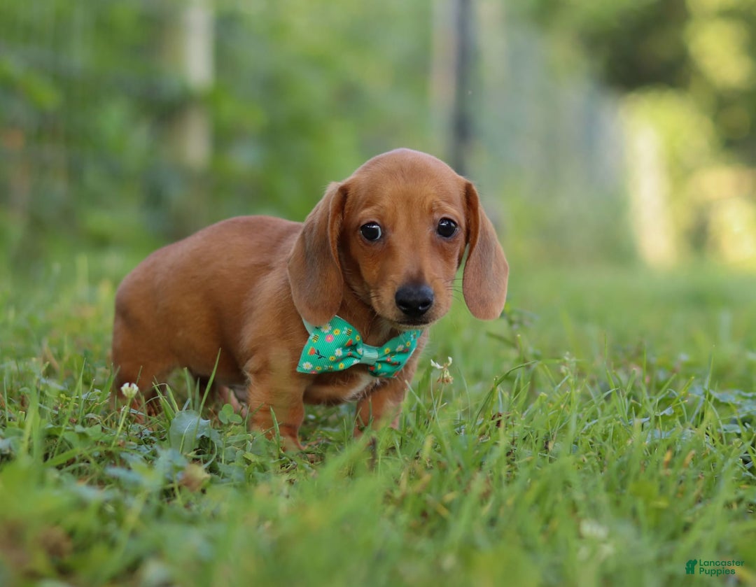Miniature Dachshund dogs for sale: Jake - Image 6