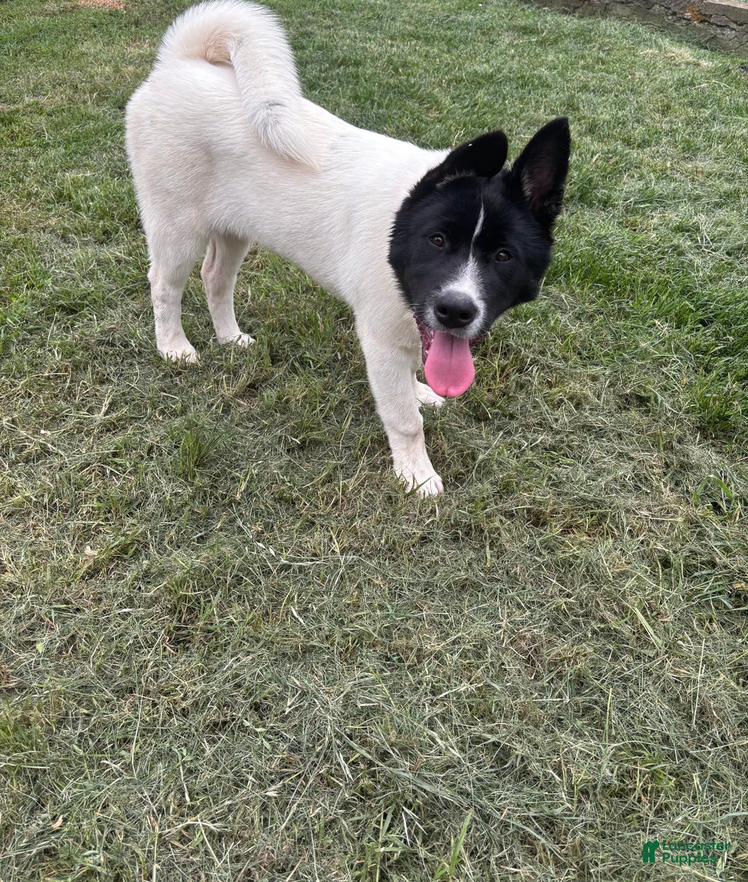 Akita dogs for sale: Cutie - Image 2