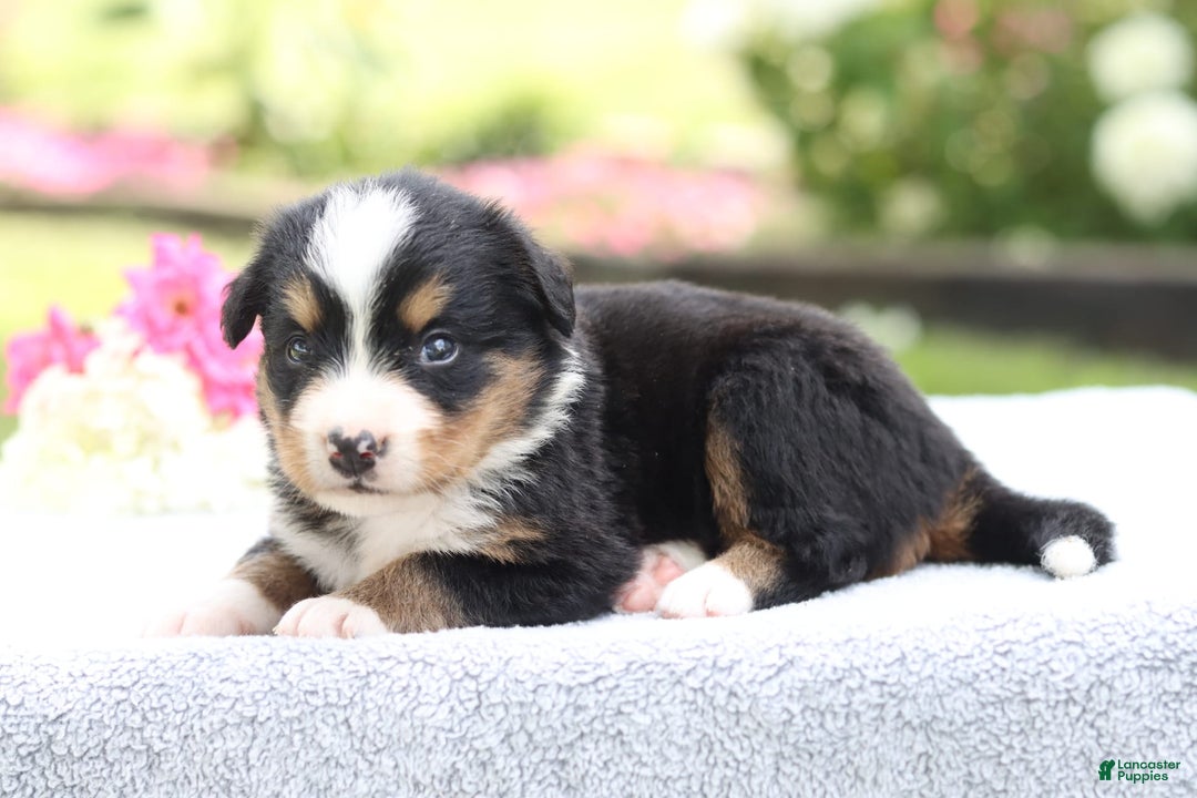 Bernese Mountain Dog dogs for sale: Phoebe AKC - Image 1