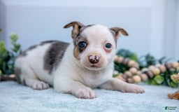 Chihuahua dogs for sale: Puddles - Image 5
