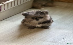 Pomeranian dogs for sale: Merle - Image 1