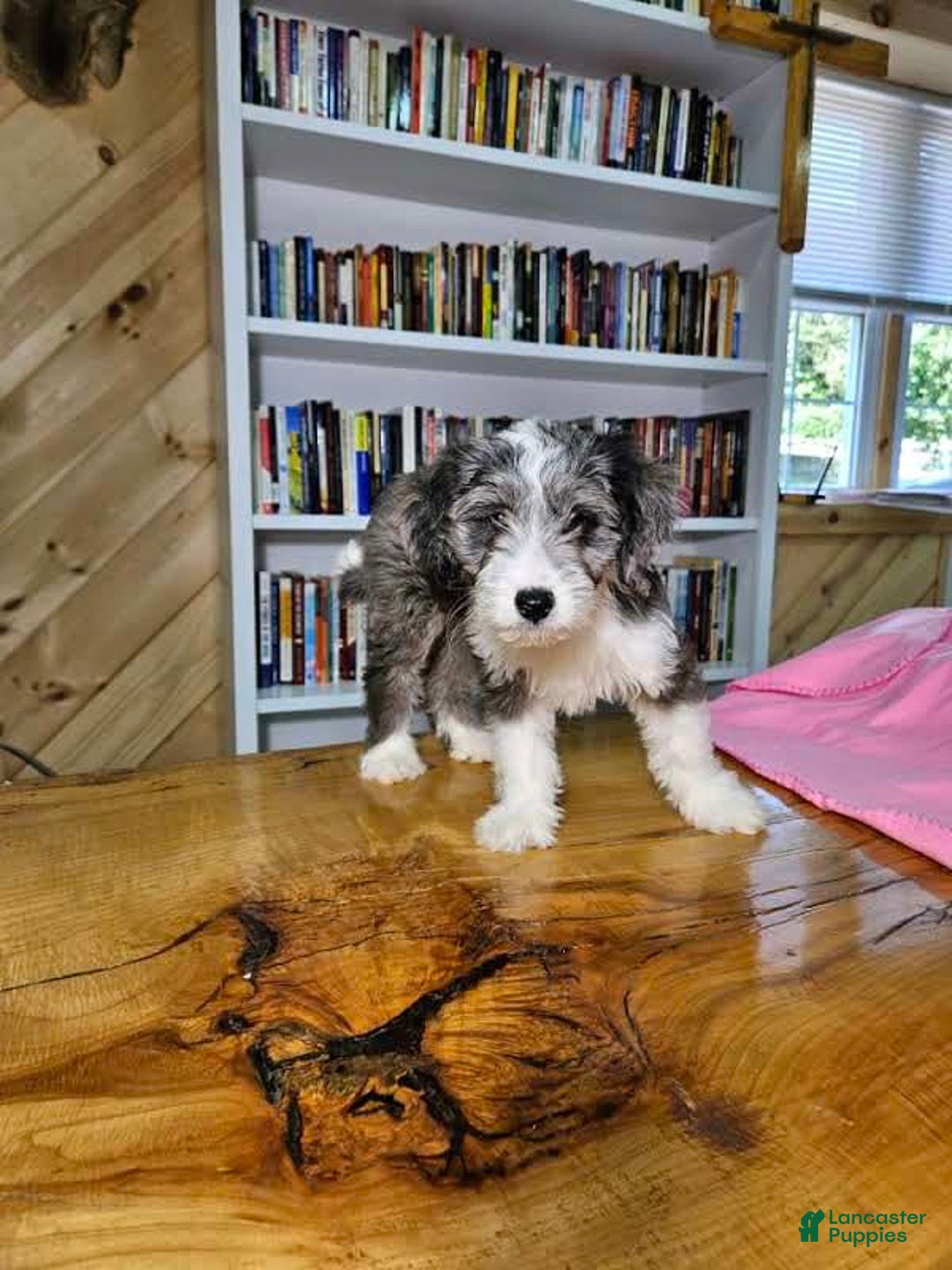 Portuguese Water Dog dogs for sale: Sage - Image 6