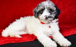 Miniature Poodle dogs for sale: Kyler - Image 10