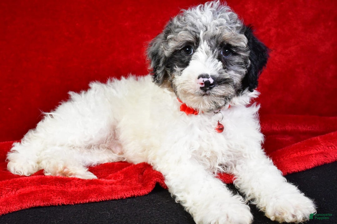 Miniature Poodle dogs for sale: Kyler - Image 10
