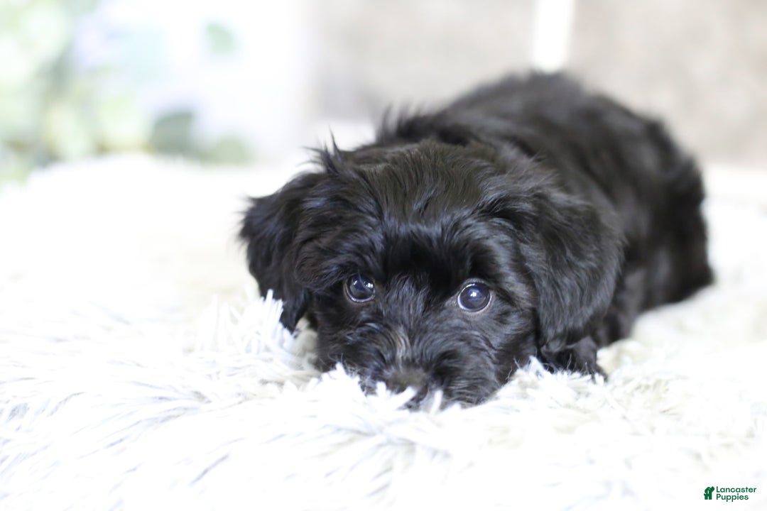 Yorkiepoo dogs for sale: Arrow - Image 3