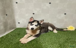 Siberian Husky dogs for sale: Babe - Image 11