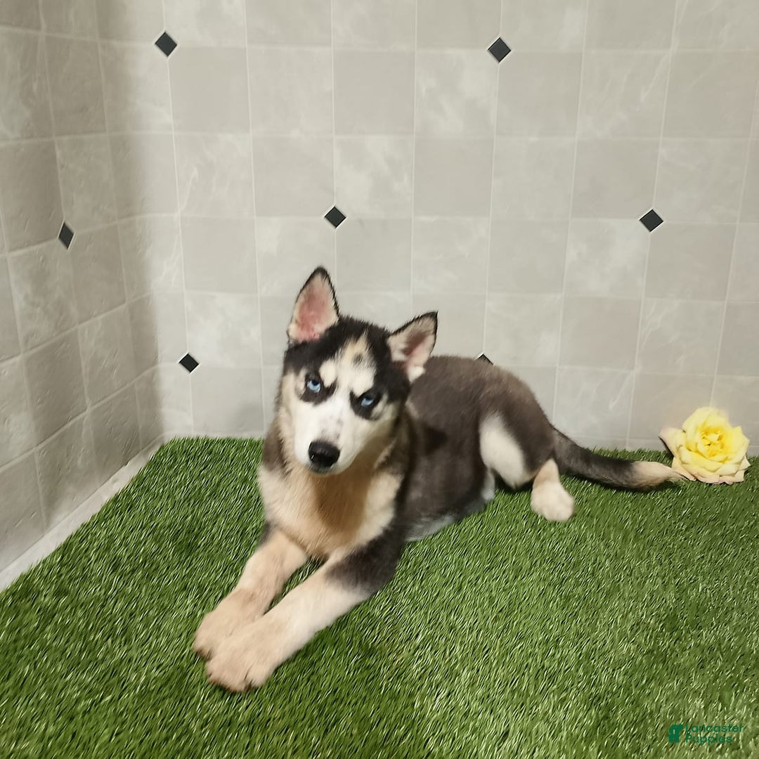 Siberian Husky dogs for sale: Babe - Image 11