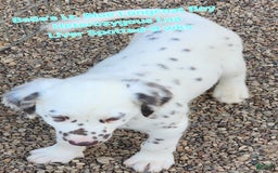 Dalmatian dogs for sale: Belles Lt. Blue Lua Longcoat Liver Spotted Boy - Image 9