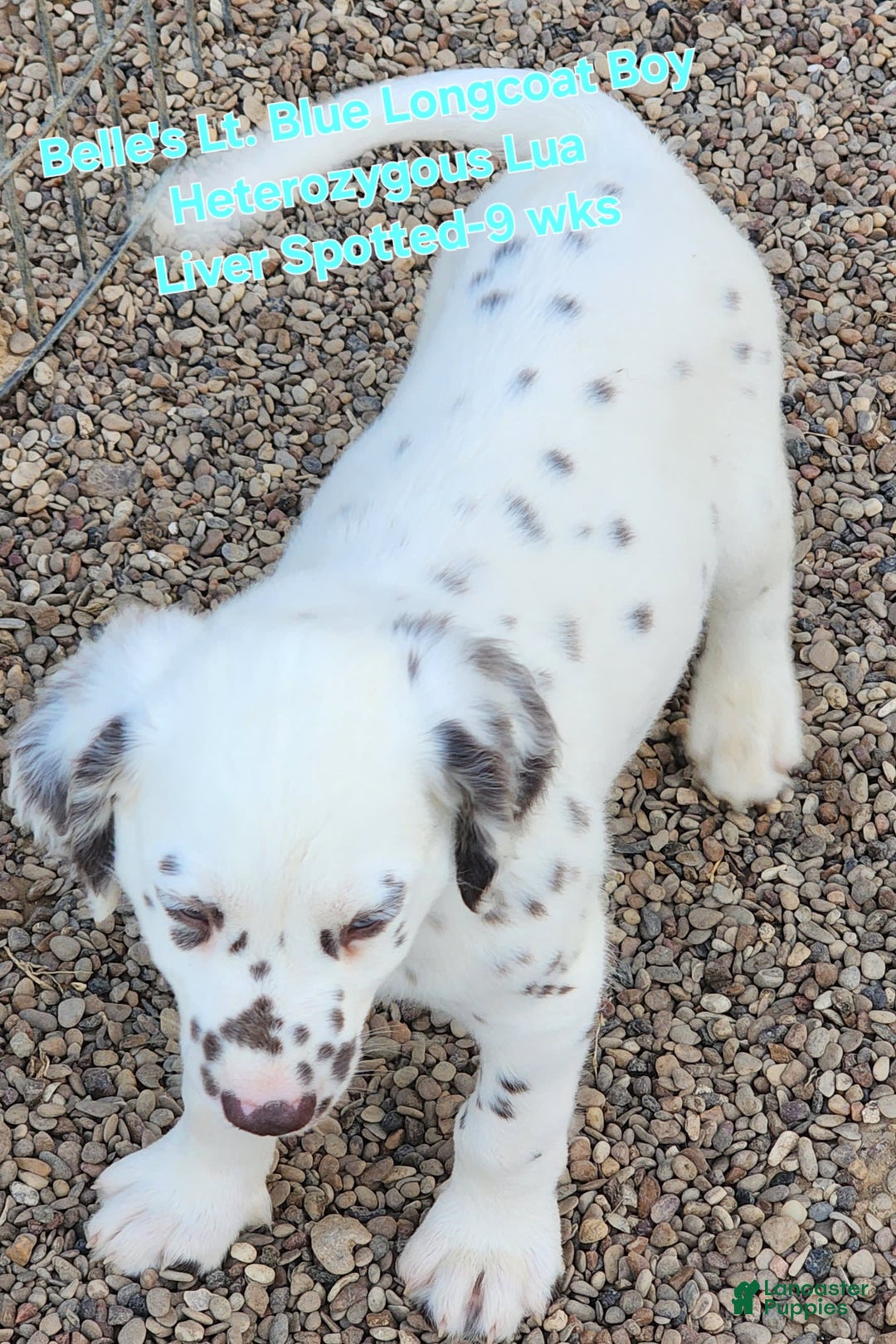 Dalmatian dogs for sale: Belles Lt. Blue Lua Longcoat Liver Spotted Boy - Image 9