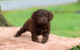 Cockapoo dogs for sale: Akira - Image 10