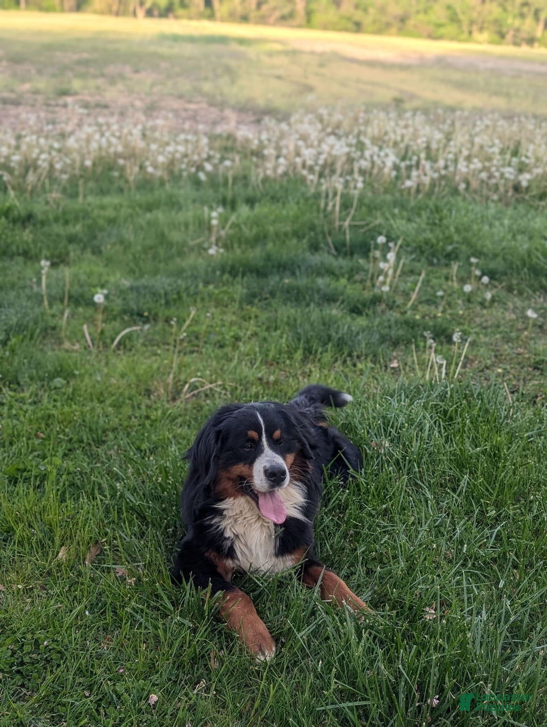 Bernese Mountain Dog dogs for sale: Charlie - Image 5