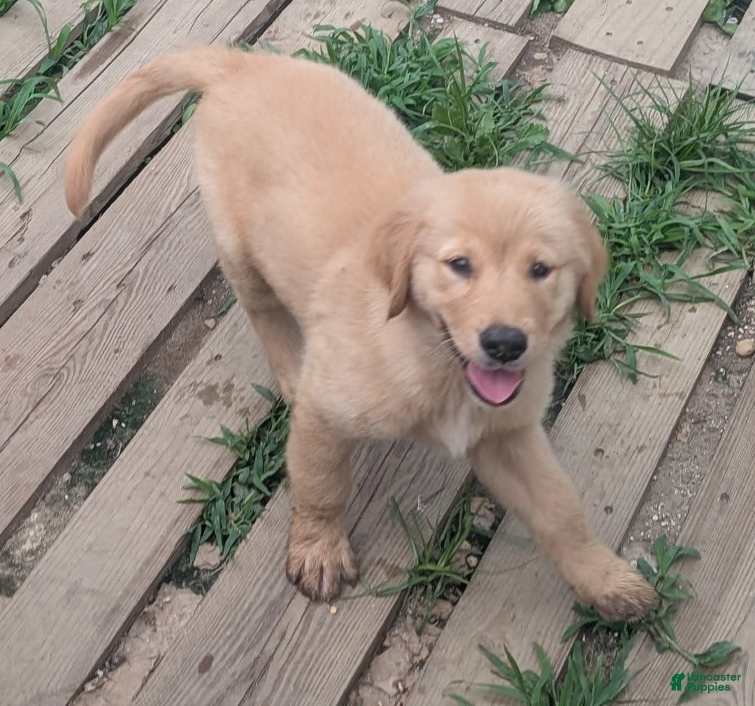 Golden Retriever dogs for sale: Leo - Image 8