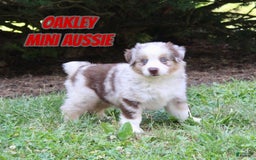 Miniature Australian Shepherd dogs for sale: Oakley - Image 1