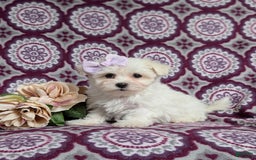 Maltese dogs for sale: Claudette Akc - Image 11