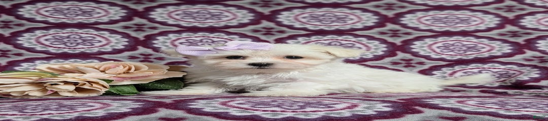 Claudette Akc