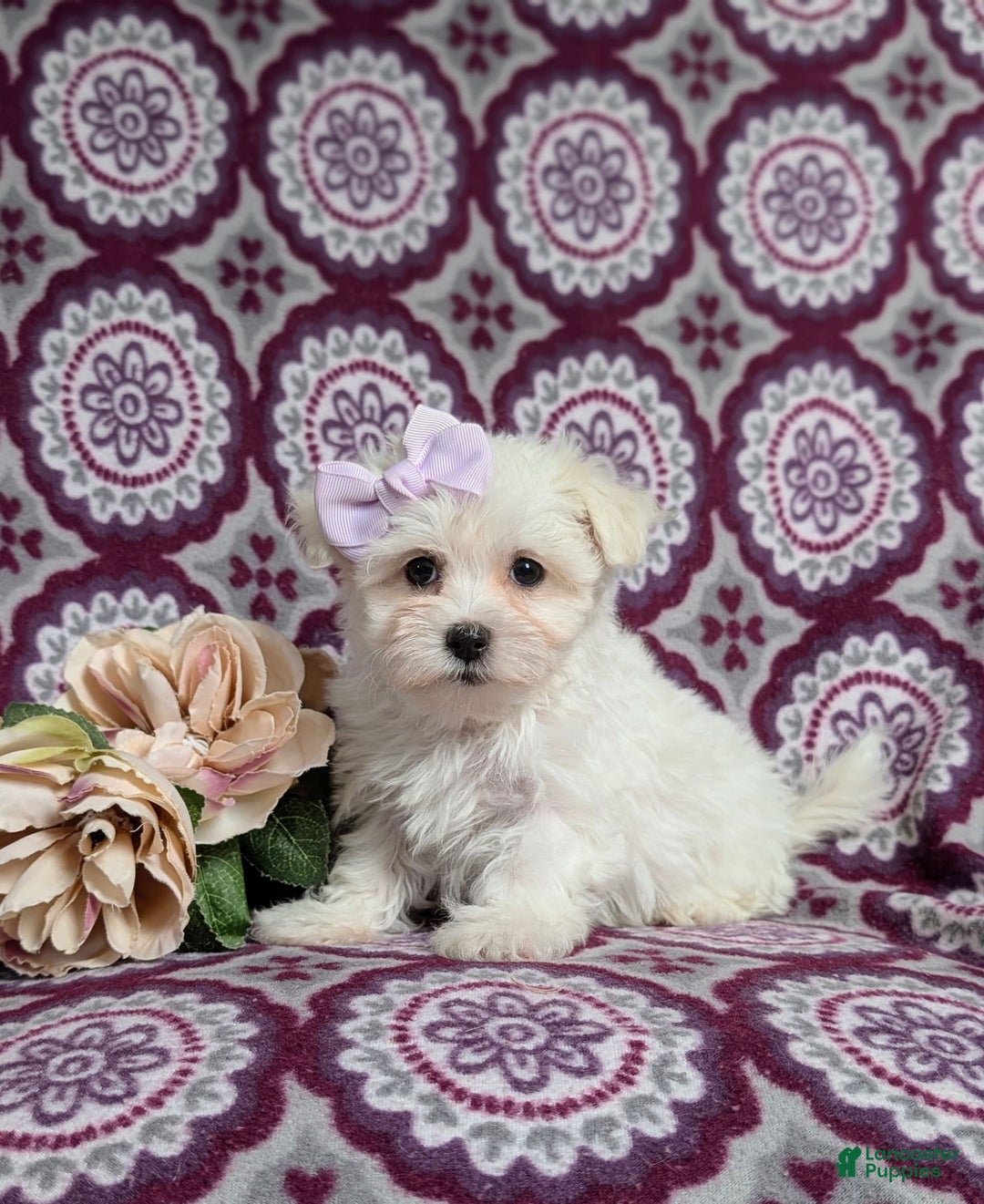 Maltese dogs for sale: Claudette Akc - Image 11