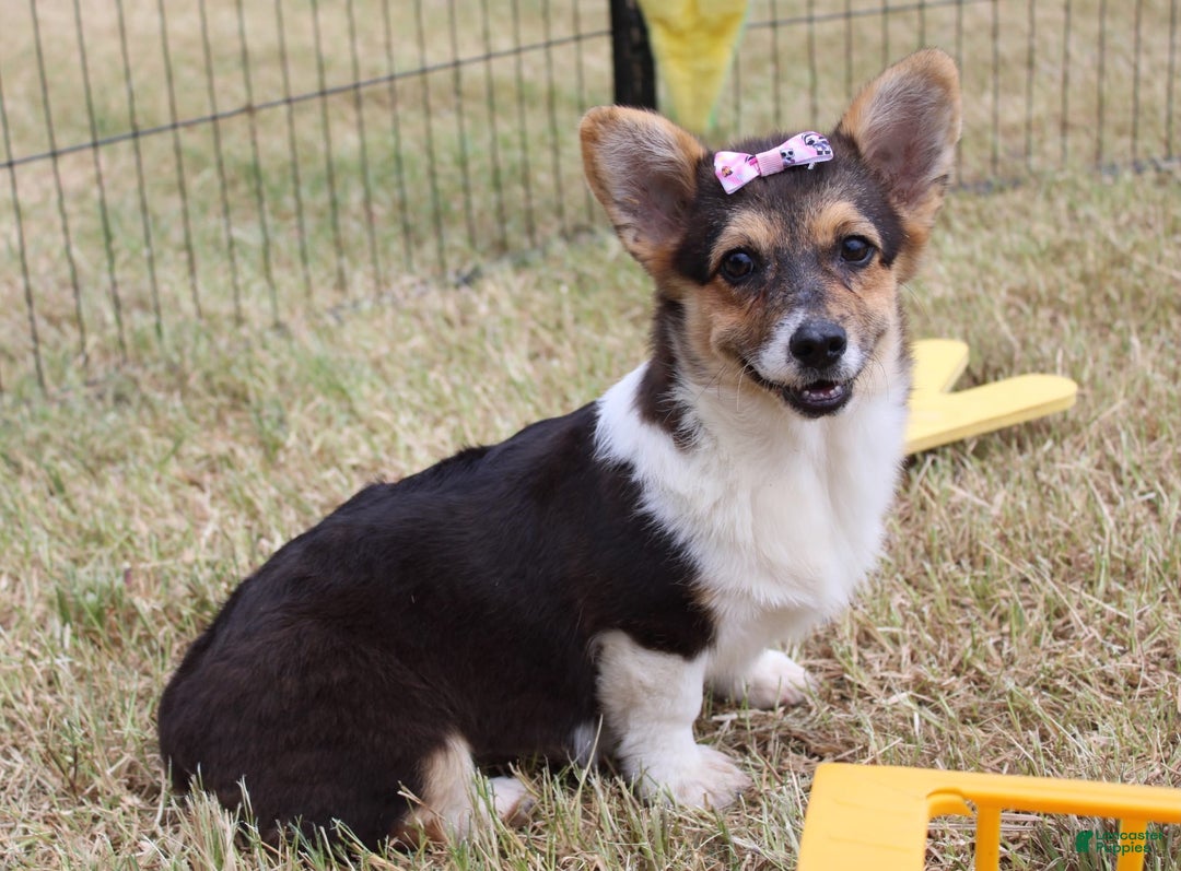 American Corgi dogs for sale: Dacie - Image 3