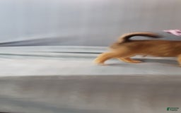 Chihuahua dogs for sale: Rosco - Image 7