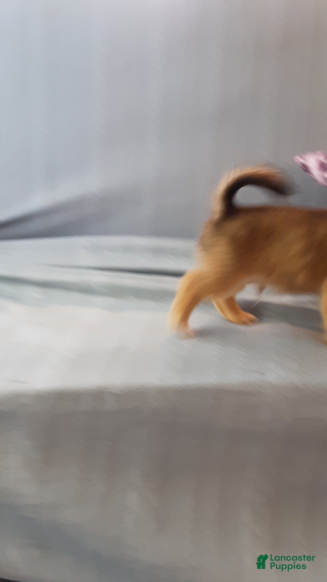 Chihuahua dogs for sale: Rosco - Image 7