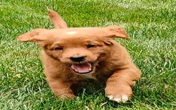 Goldendoodle dogs for sale: Ranger - Image 7