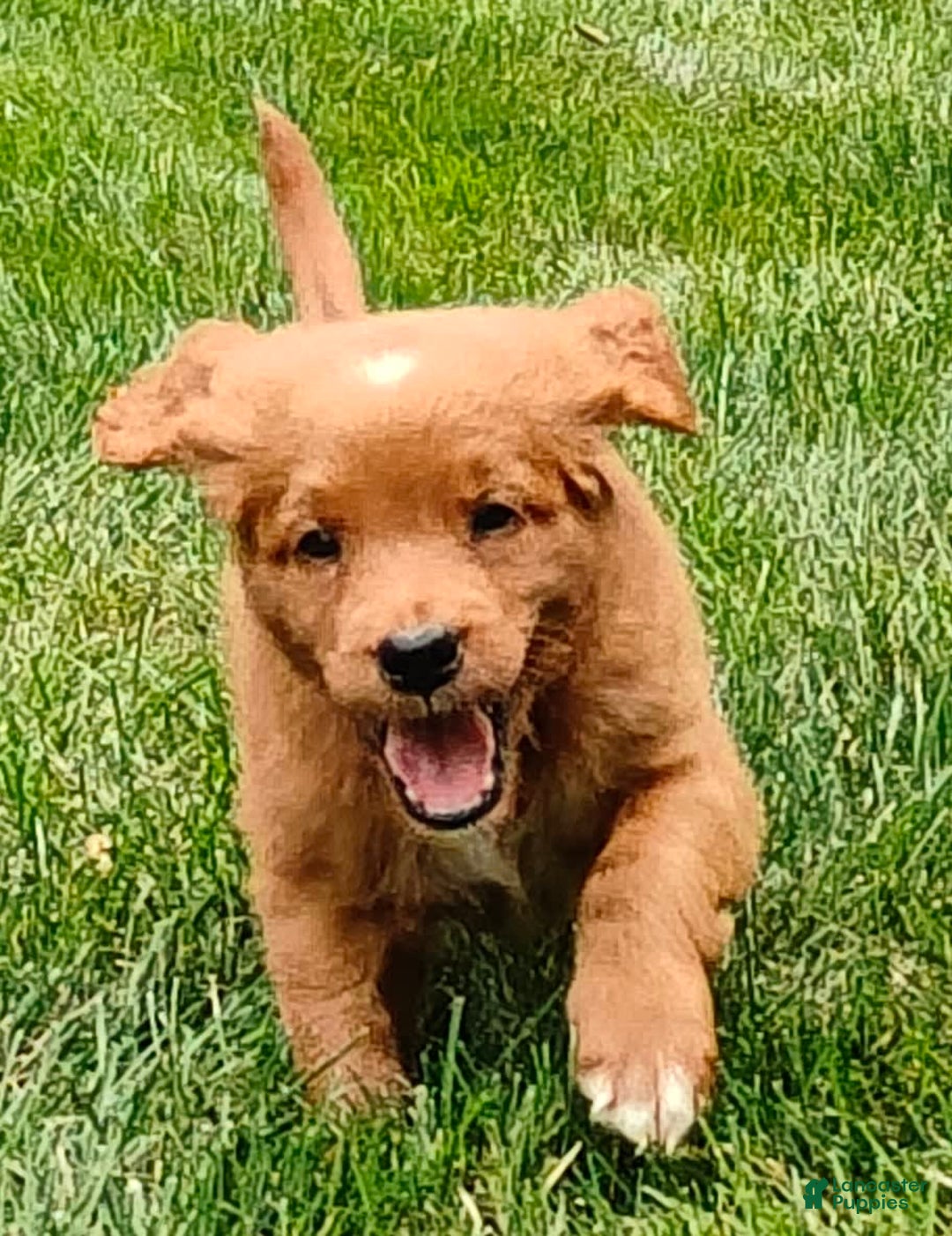 Goldendoodle dogs for sale: Ranger - Image 7