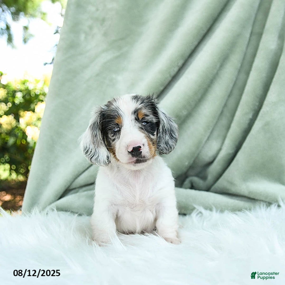 Miniature Dachshund dogs for sale: Parker Special Needs - Image 2