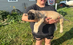English Mastiff dogs for sale: Pinky - Image 26
