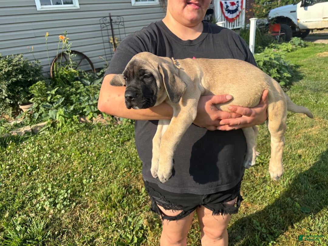 English Mastiff dogs for sale: Pinky - Image 26