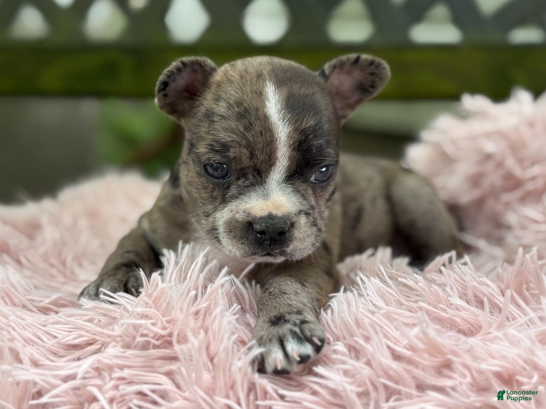 Frenchton dogs for sale: Jayna - Image 2