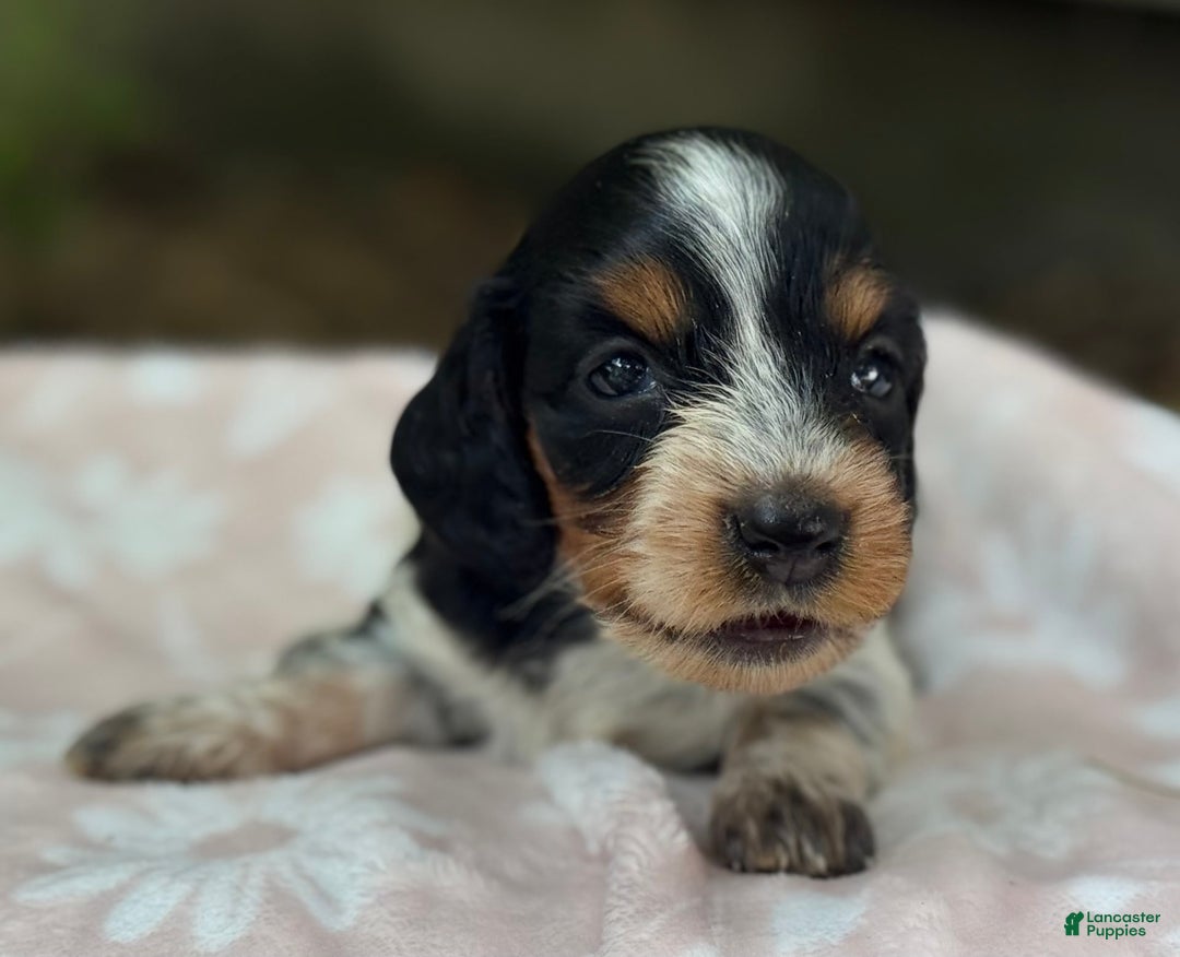 Miniature Dachshund dogs for sale: Daisy - Image 8
