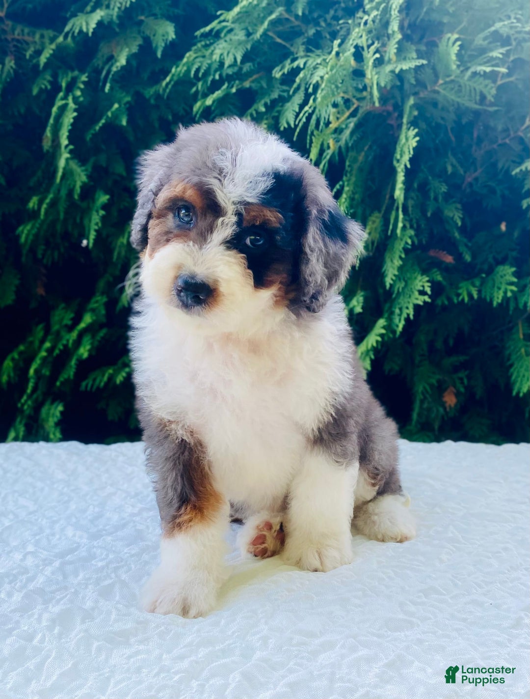 Bernedoodle dogs for sale: Angie - Image 3