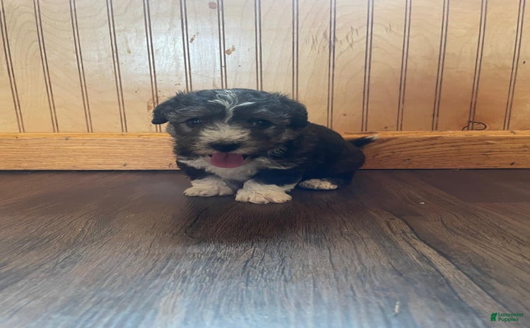 Yochon dogs for sale - Ad 5