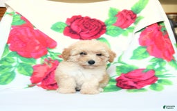 Toy Poodle dogs for sale: Toy Poodle 4 puppies - Image 6