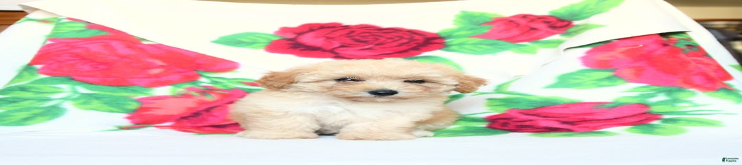 Betsy