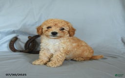 Shihpoo dogs for sale: Rolo - Image 2