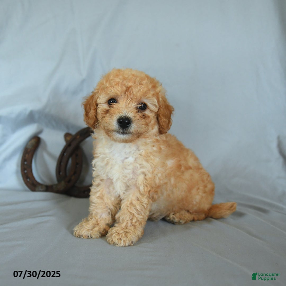 Shihpoo dogs for sale: Rolo - Image 2
