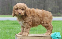 Cockapoo dogs for sale: Gage - Image 2