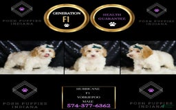 Yorkiepoo dogs for sale: Hurricane - Image 3