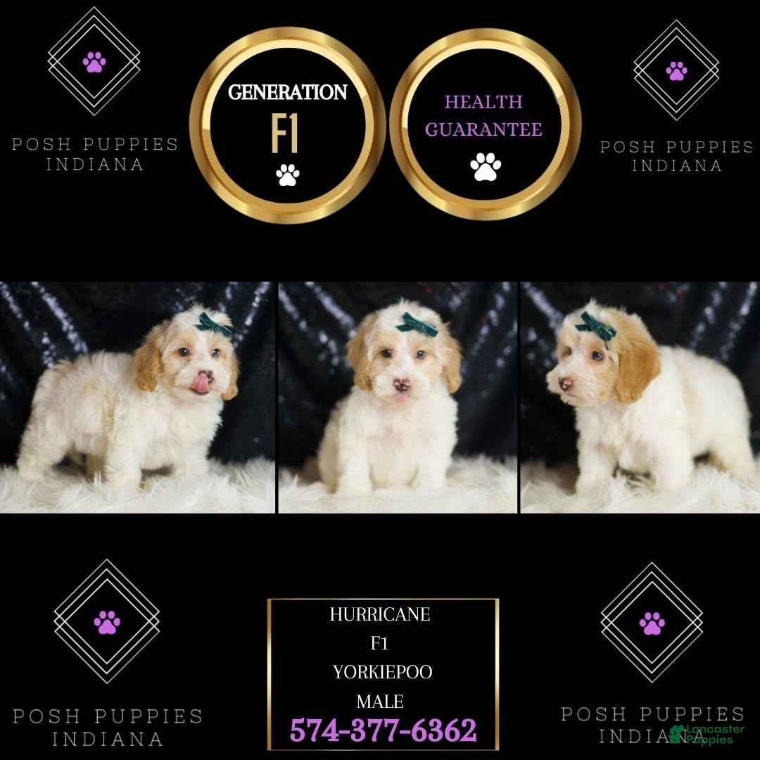 Yorkiepoo dogs for sale: Hurricane - Image 3