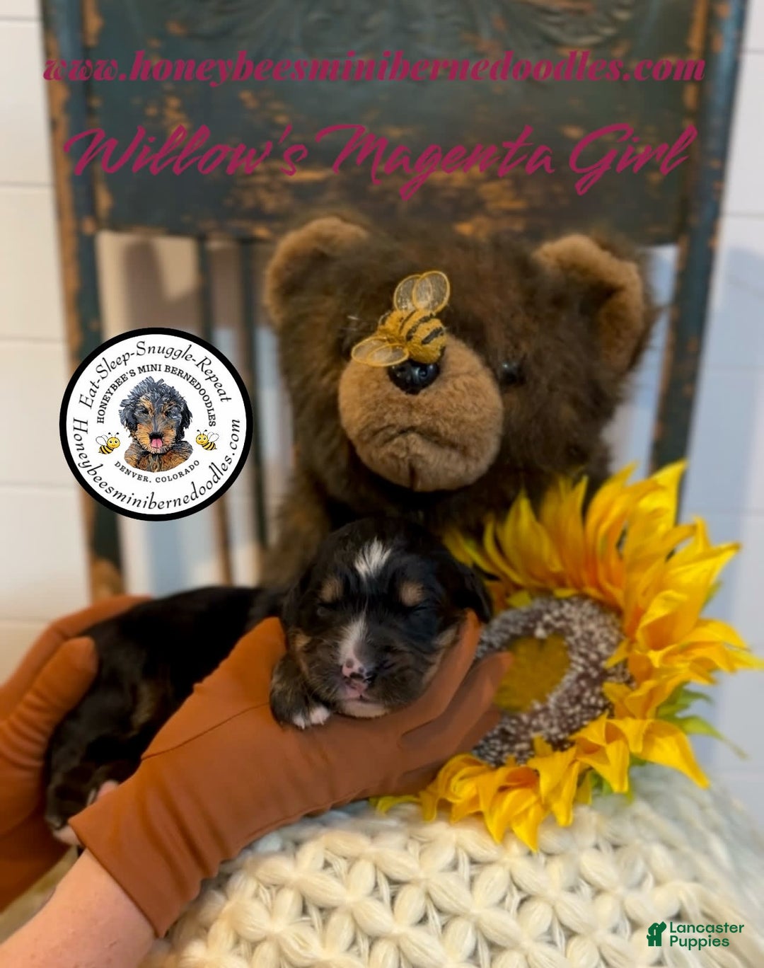 Mini Bernedoodle dogs for sale: Willows Magenta Girl - Image 9