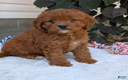 Cavapoo dogs for sale: Remi - Image 21