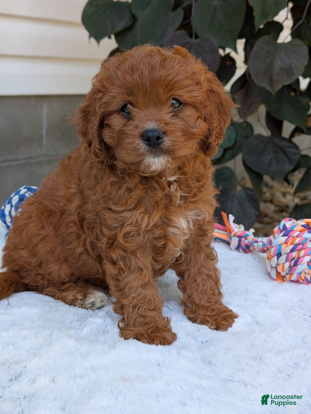 Cavapoo dogs for sale: Remi - Image 21