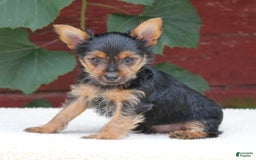 Yorkshire Terrier dogs for sale: Mason - Image 4