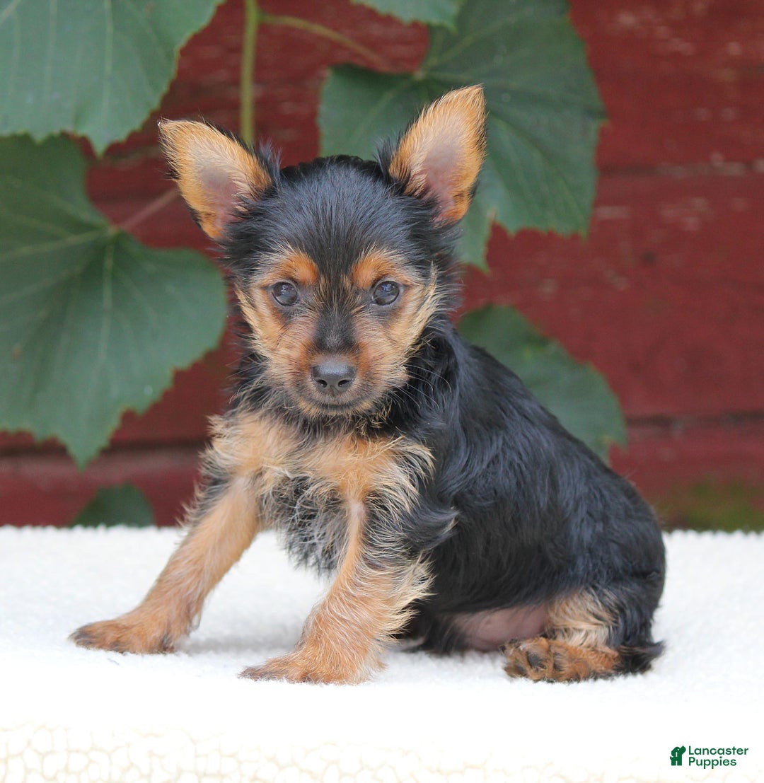 Yorkshire Terrier dogs for sale: Mason - Image 4