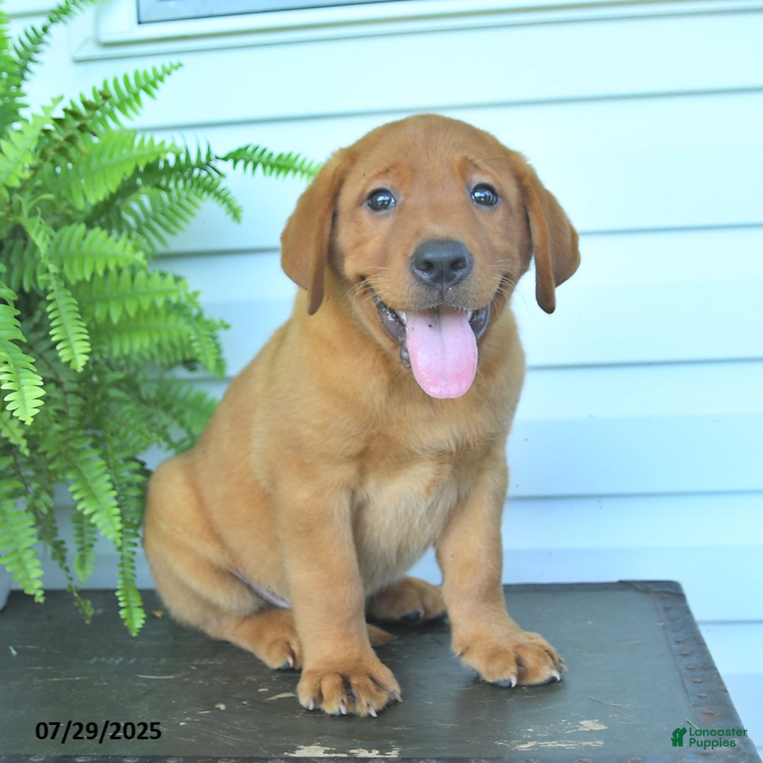 Labrador Retriever dogs for sale: Yeller - Image 1