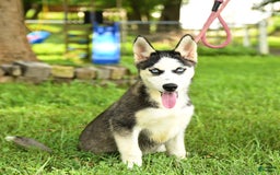 Siberian Husky dogs for sale: Bailey - Image 6
