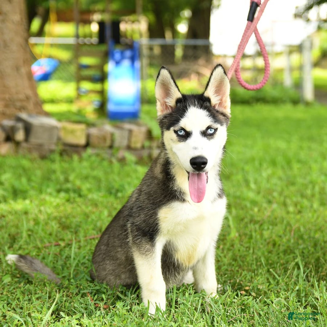Siberian Husky dogs for sale: Bailey - Image 6