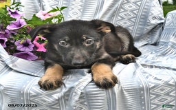 German Shepherd dogs for sale: Dahlia - Image 2
