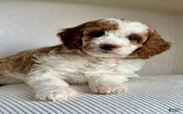 Mini Goldendoodle dogs for sale: Dixie - Image 3