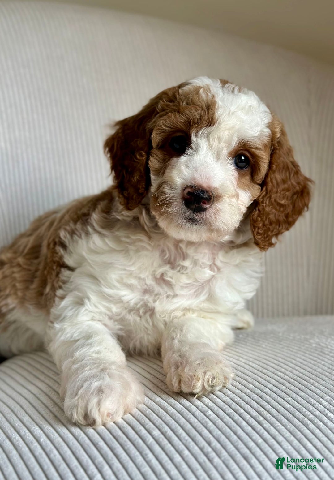 Mini Goldendoodle dogs for sale: Dixie - Image 3